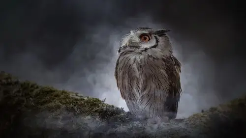 猫头鹰,看,黑暗 iphone 壁纸