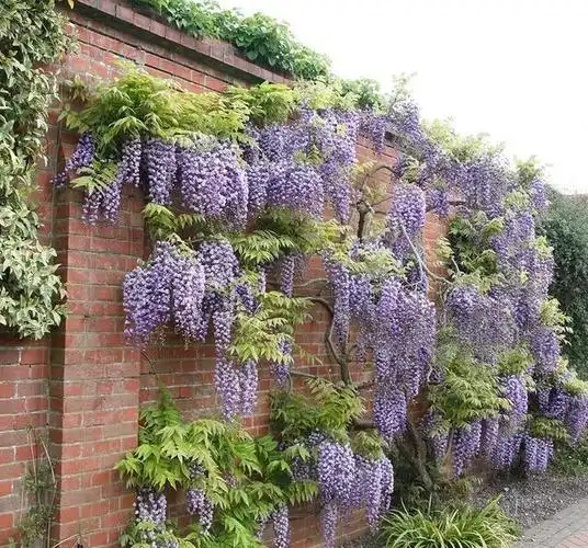 4种"小爬藤"清香又好养,一爬一面墙,小院花不断