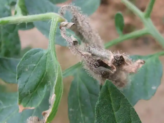 清明节过完后重点防治番茄灰霉病啦