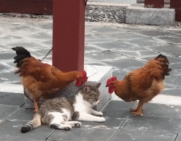 599_469gif 动态图 动图