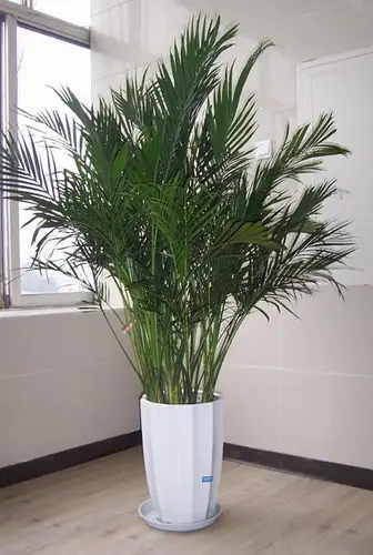 富贵椰子的风水及摆放