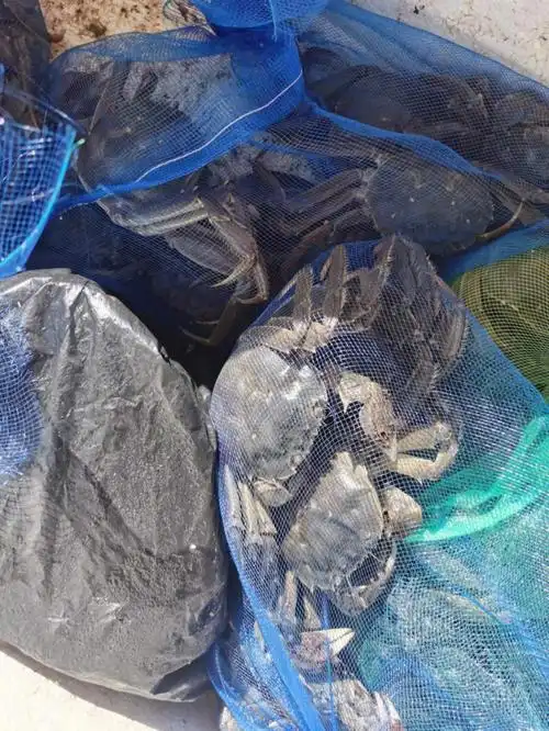 正宗黄河口大闸蟹
