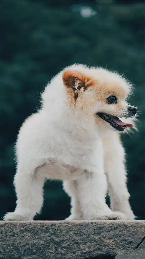 可爱动物萌宠摄影高清手机壁纸