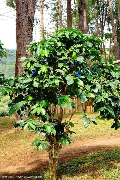 咖啡树上的生咖啡豆