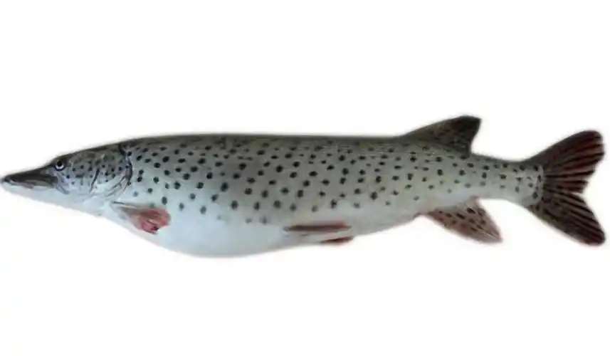 杂谈:黑龙江的鱼