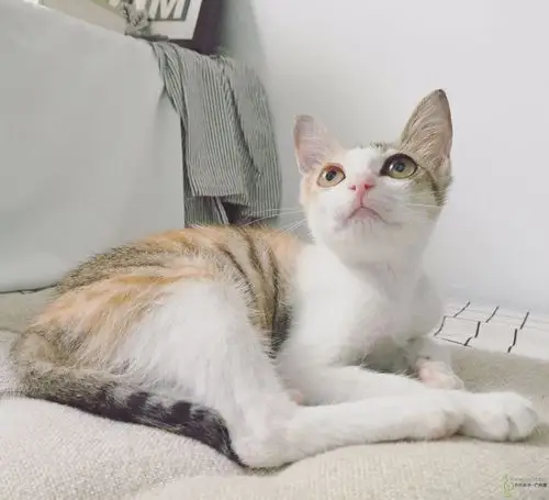 活泼漂亮"三花猫"草莓找领养