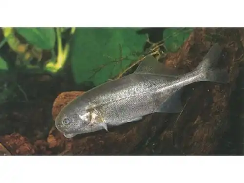 盘吻驼形长颌鱼动物辐鳍鱼类