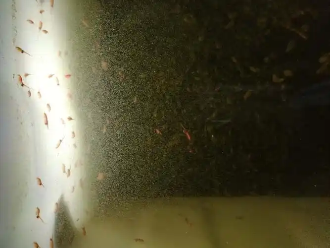 冰冻丰年虾幼虫活体成年丰年虾