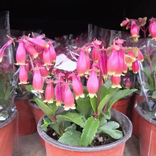 长寿花宫灯盆栽植物 基地大棚 花卉绿植多肉盆景 大量批发优惠