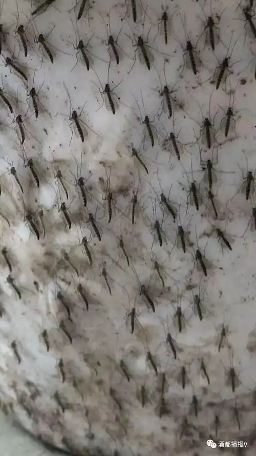 宜宾一条河边发现大量蚊子密集恐怖症患者慎入