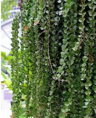 想找一种生在快 能在向下垂 用于房屋侧面墙壁遮阳用的植物