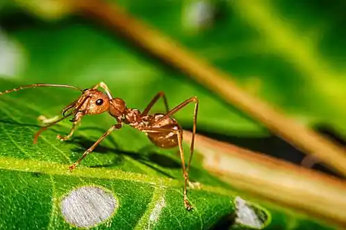 各种各样的蚂蚁图片