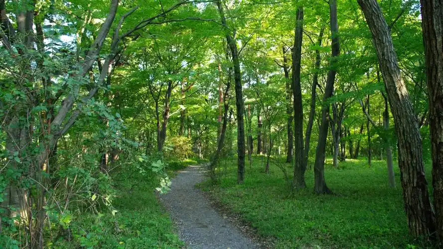 绿色小树林图片(3/9)