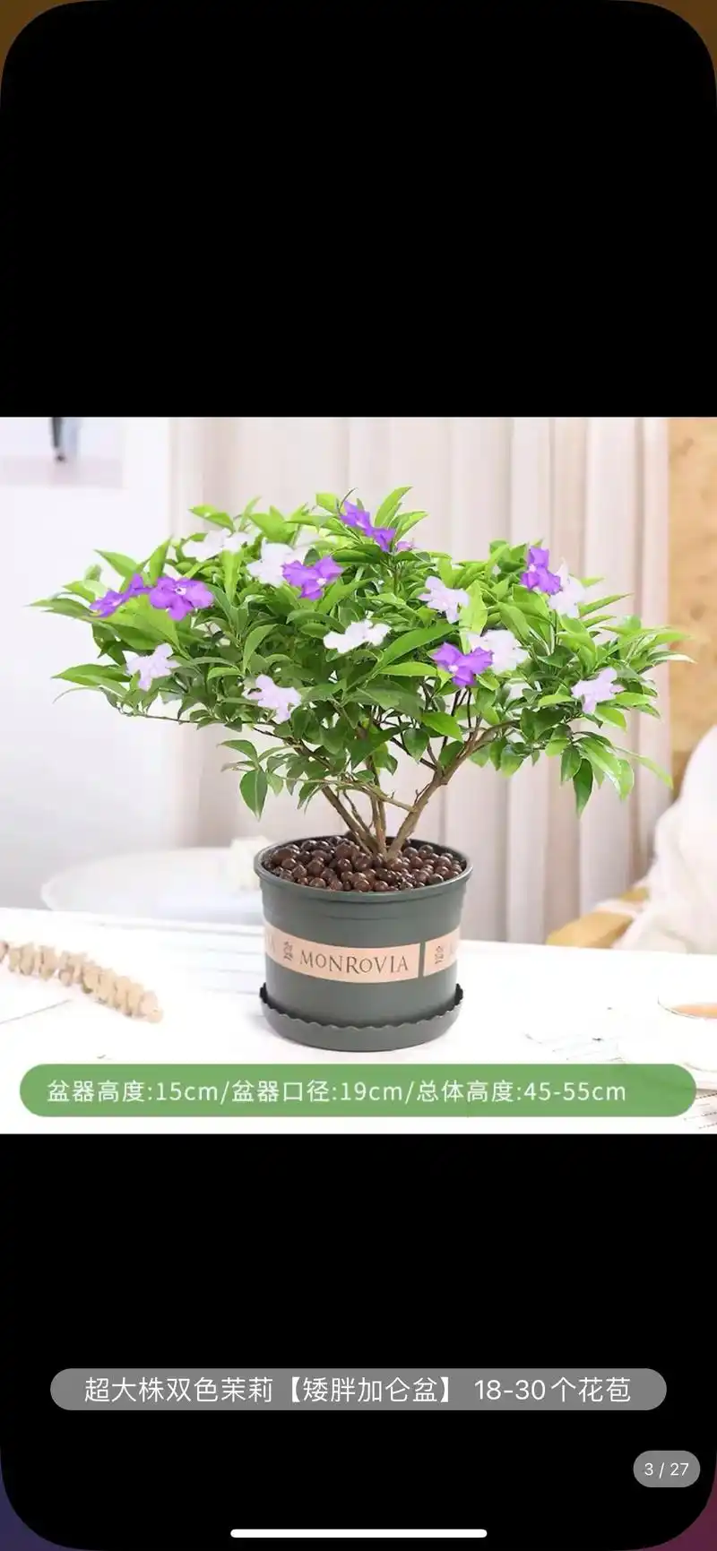 茉莉花双色茉莉鸳鸯茉莉.#双色茉莉#鸳鸯茉莉悄悄开放 - 抖音