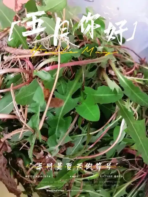 挖婆婆丁