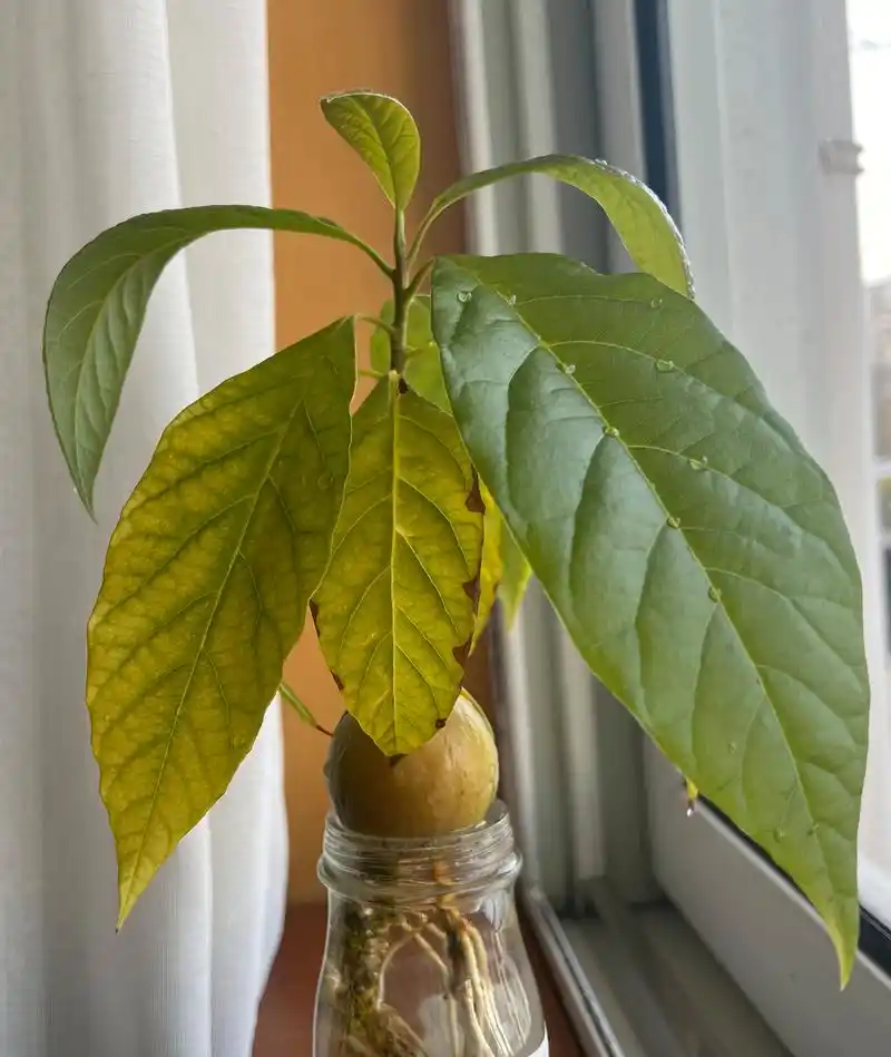 「牛油果」叶子有点碎痕咋办