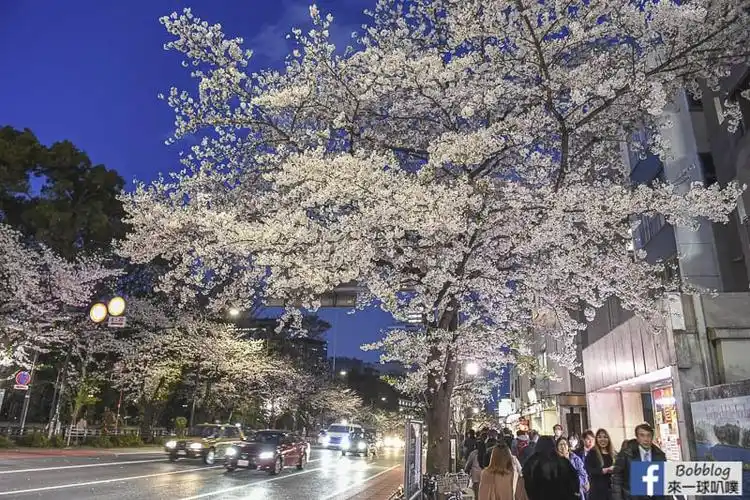 东京赏樱-靖国神社樱花,靖国神社夜樱