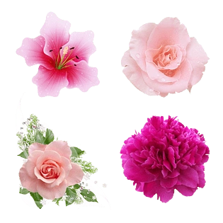 pngpsd2000*2000唯美免扣手绘花朵叶子树叶背景墙素材pngpngpsd2000*