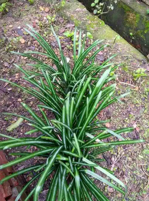 红石蒜花 - 摄影 - 手城钟祥