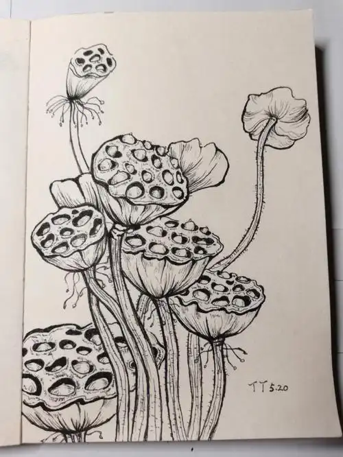 绘画  #莲蓬 #线描  #bonnie