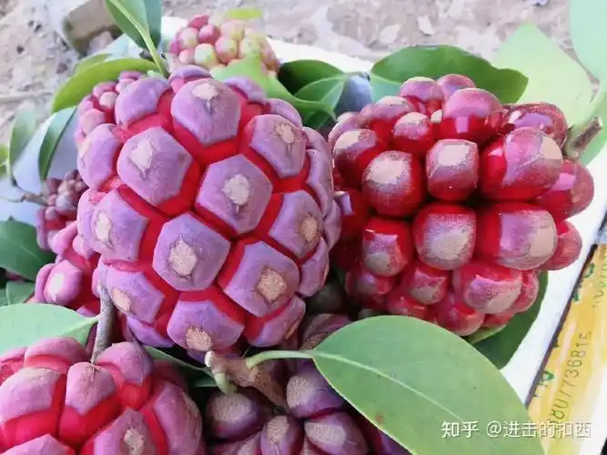 岭南草药坊特别篇一黑老虎