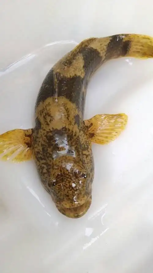 请问这是什么鱼,可以吃吗