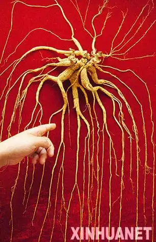 "长白山人参王"卖千万元天价 最终流拍(组图)