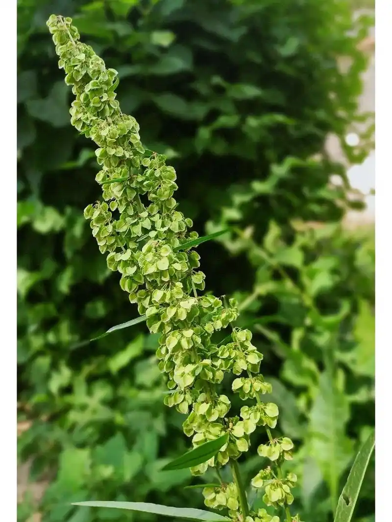 杨铁叶子 杨铁叶子植株高1米左右,茎粗壮,多数不分枝,有沟槽;基生叶有