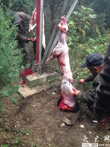 北京高丽营大集旁当街杀狗贩卖