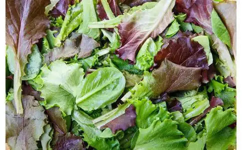 蔬菜叶是(属于)什么垃圾 - 垃圾分类