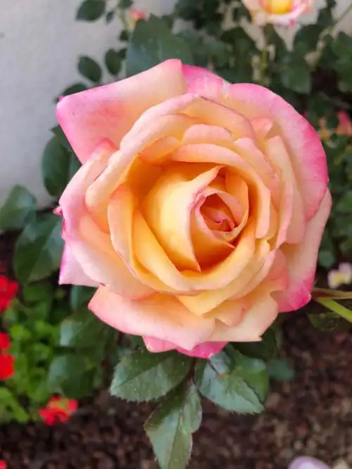 和平月季enchantedpeacerose