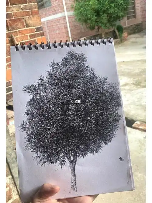 随笔写生老家门前桂花树