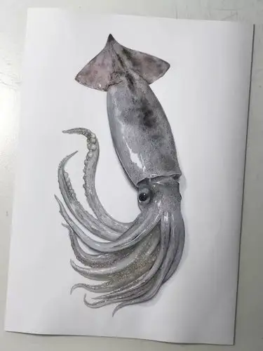 教你画一条非常写实的墨鱼