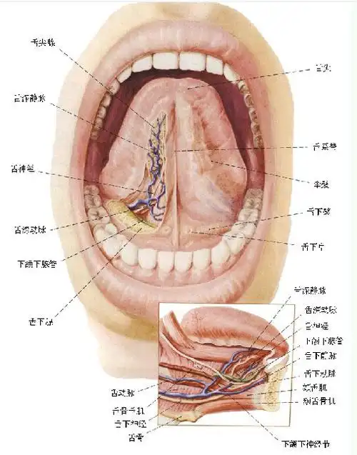 人体口腔结构示意图-生理结构图