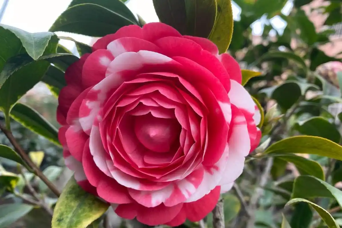 这么多茶花里我最喜欢的是十八学士,因为在一棵树上可以看到很多种