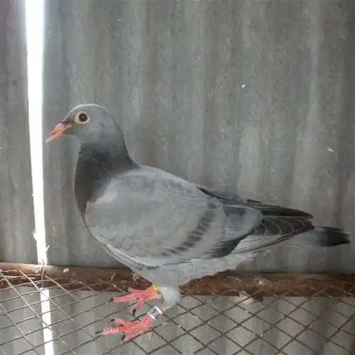 石板鸽子的价值_日志_内蒙古临河区05-l558杨明信鸽舍 - 赛鸽资讯网