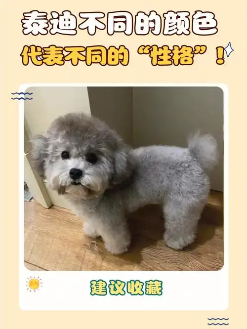 泰迪不同的颜色代表不同的性格92