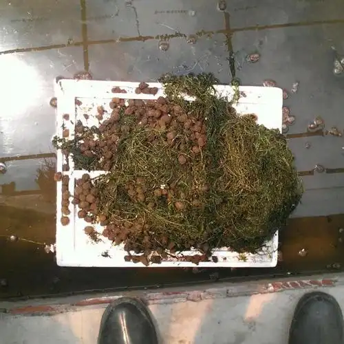 水蛭卵茧|水蛭卵茧的孵化|水蛭卵茧孵化