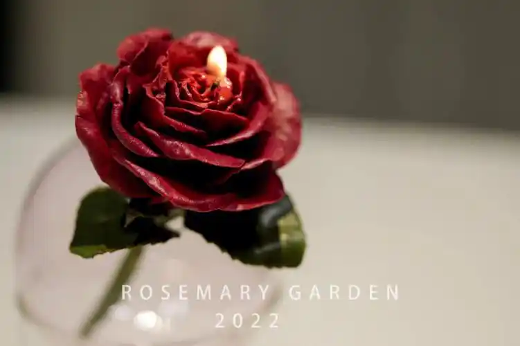 flowercandle带刺的玫瑰
