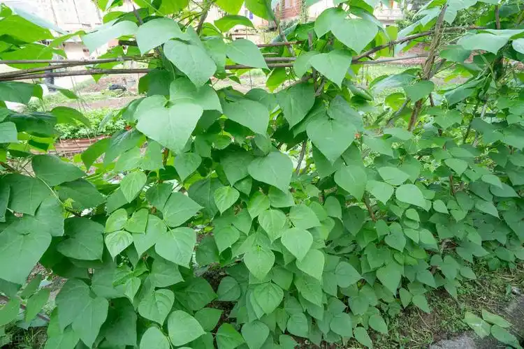 四季豆种植方法步骤四季豆种植技术及施肥方法