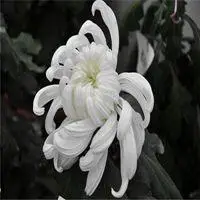 易博胜的官网app下载_刚去世亲人配图 亲人去世伤心配图_微信头像图片