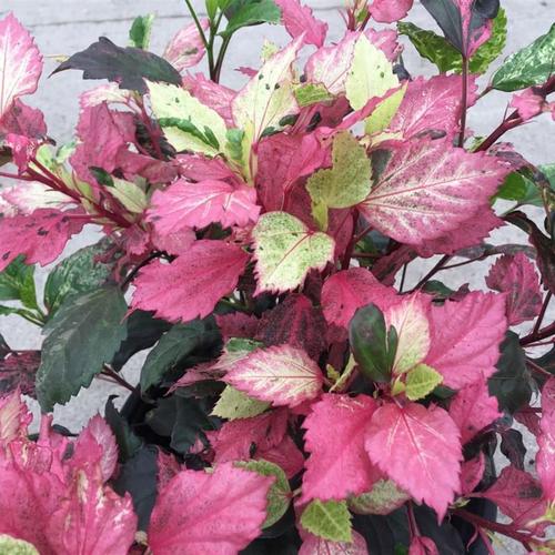 花叶扶桑花朱槿五彩n锦带盆栽地栽阳台花卉绿植庭院彩叶多年生重