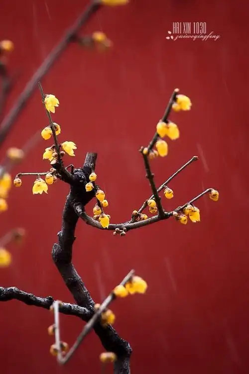 雪中凌寒怒放的腊梅