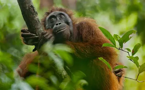 orangutan