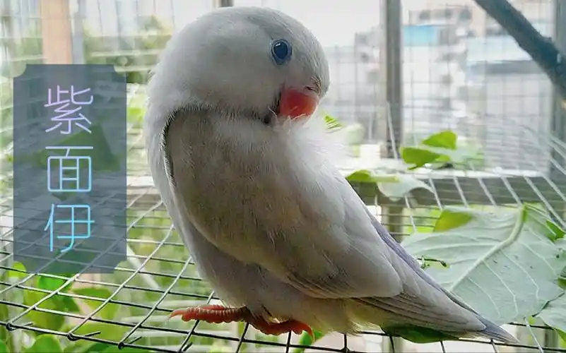 【牡丹鹦鹉】品种介绍之紫面伊莎