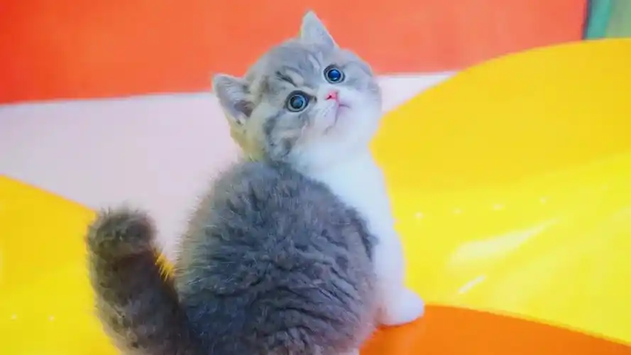 浙江温州的猫咖里的一只蓝虎斑曼基康矮脚猫 #矮脚猫咖