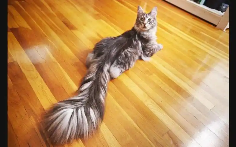 世界上尾巴最长的猫咪 半米长尾巴的缅因猫 猫咪中的小仙女