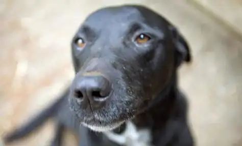 恐怖微笑狗15秒吓死你(恐怖微笑狗长什么样) - 抖