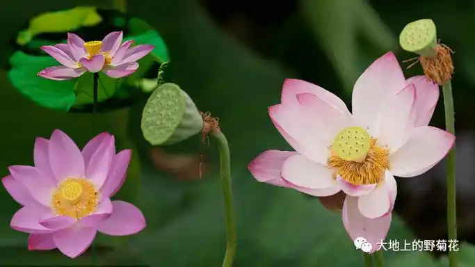 荷花_荷叶_莲蓬