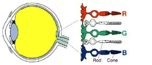 三种视锥细胞